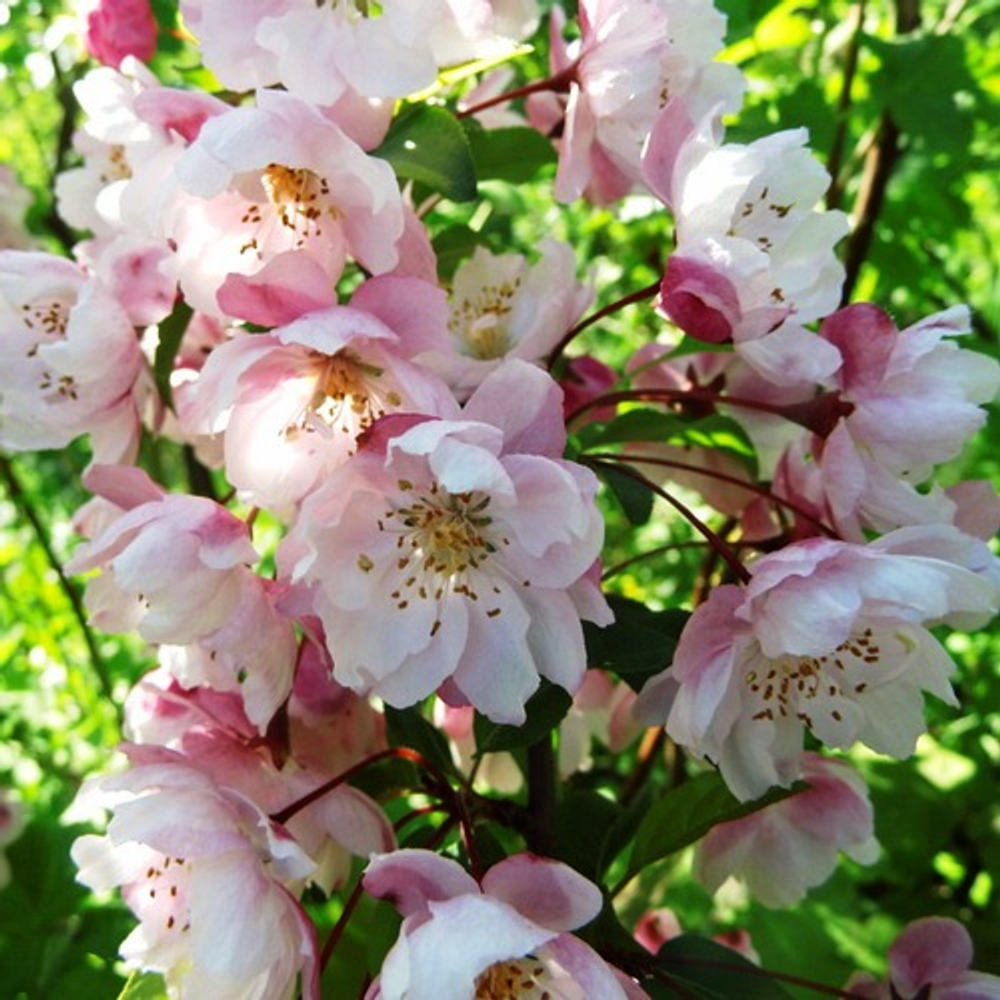 Яблоня Вайт Эсперейн