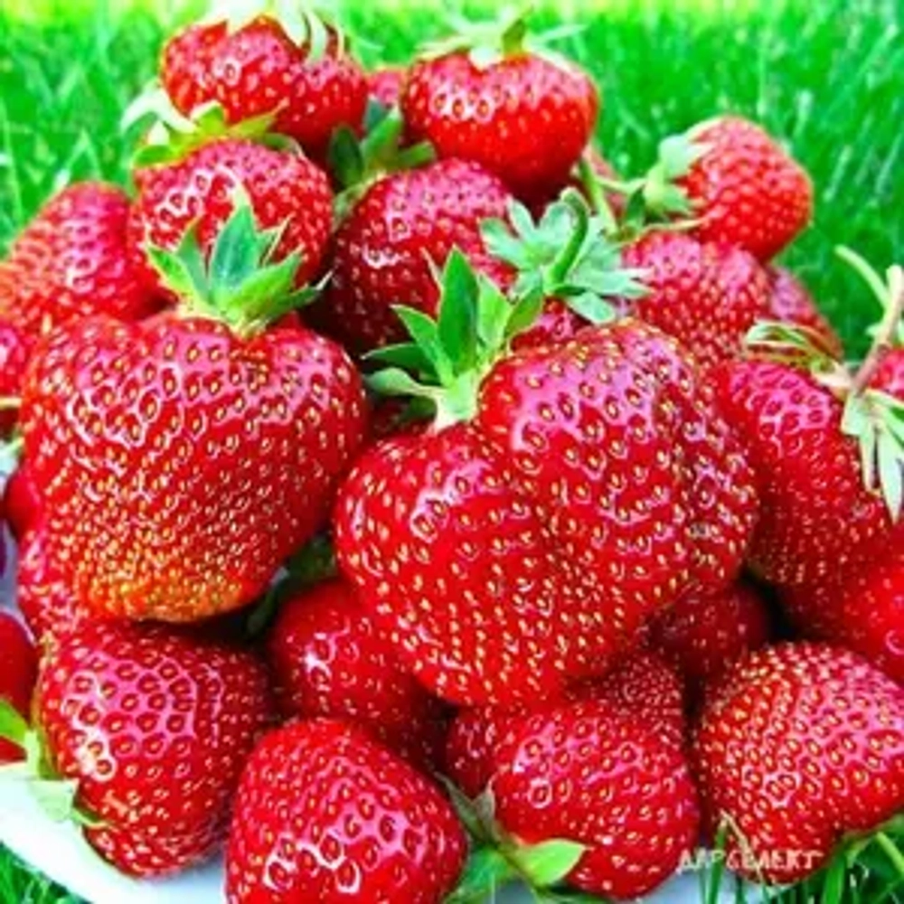 Дарселект – ранний сорт короткого светового дня. Франция