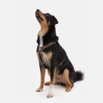 Анатомическая шлейка Jungle