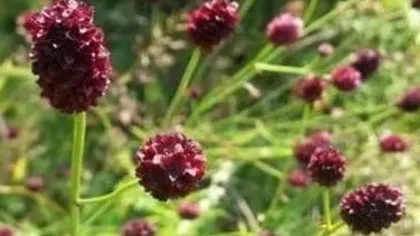 Кровохлебка лекарственная является многолетним растением с хорошо развитой корневой системой