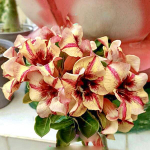 Адениум BULAN