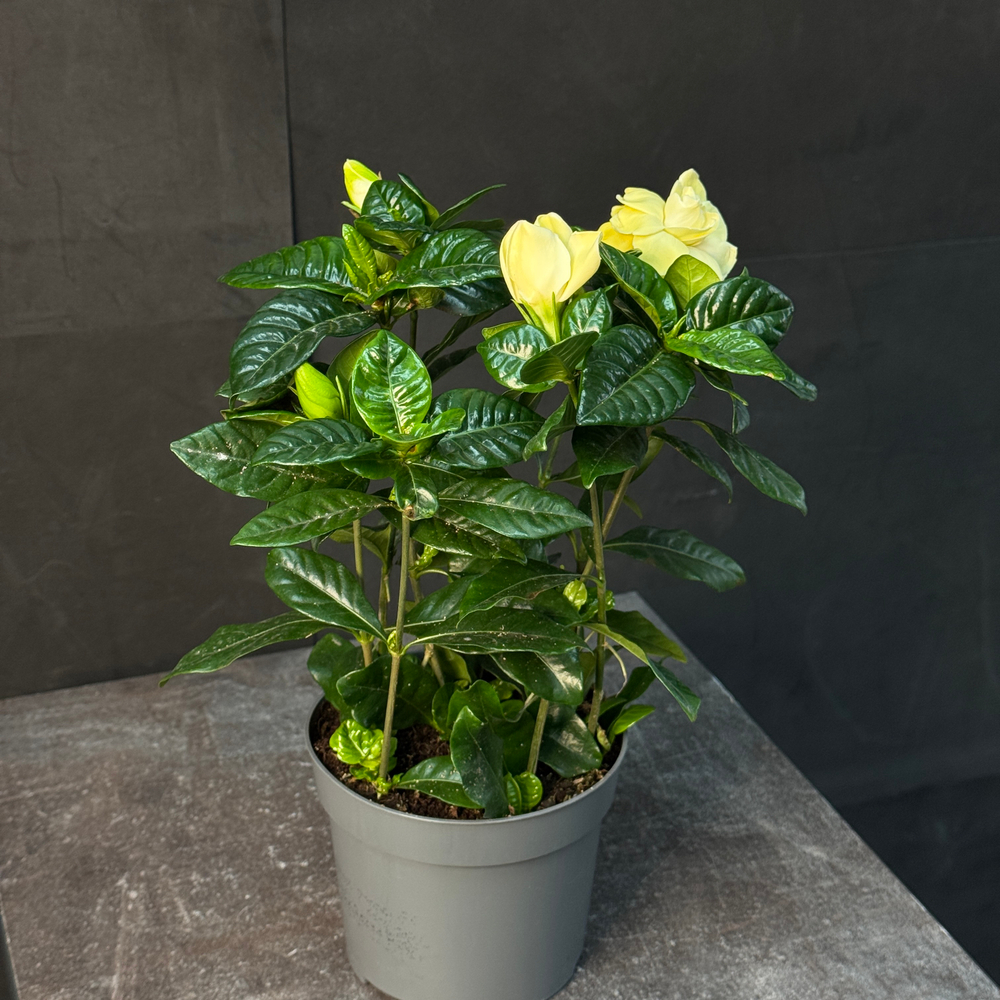 Гардения жасминовая