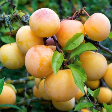 Слива Яхонтовая