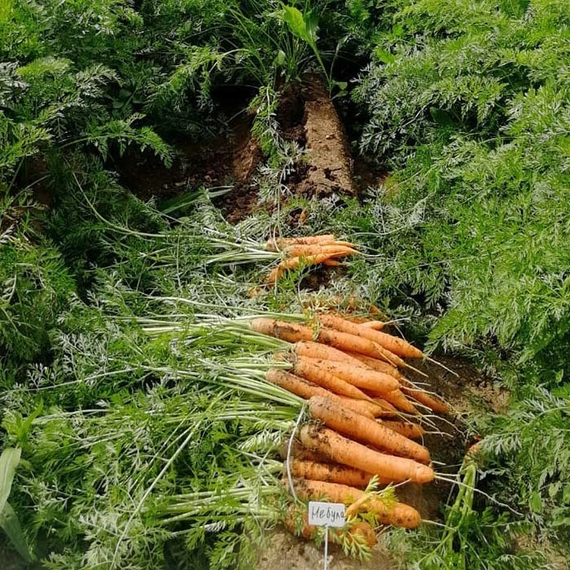 Небула F1 семена моркови нантской (Seminis / ALEXAGRO) культура – фото 4