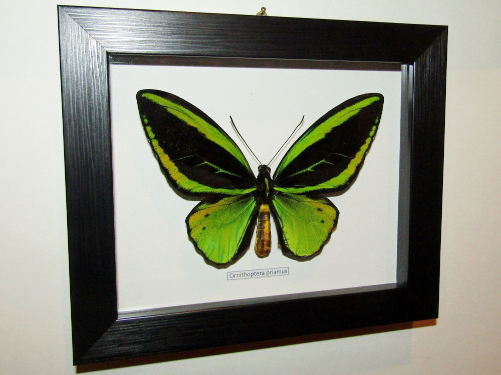 Бабочка Ornithoptera priamus