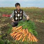 Абако F1 семена моркови курода/шантане (Seminis / Семинис)