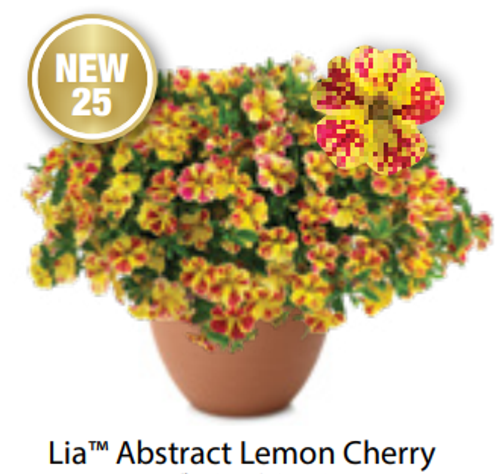 ЕВРО Калибрахоа Lia Abstract lemon cherry ОКС укорененные черенки В наличии
