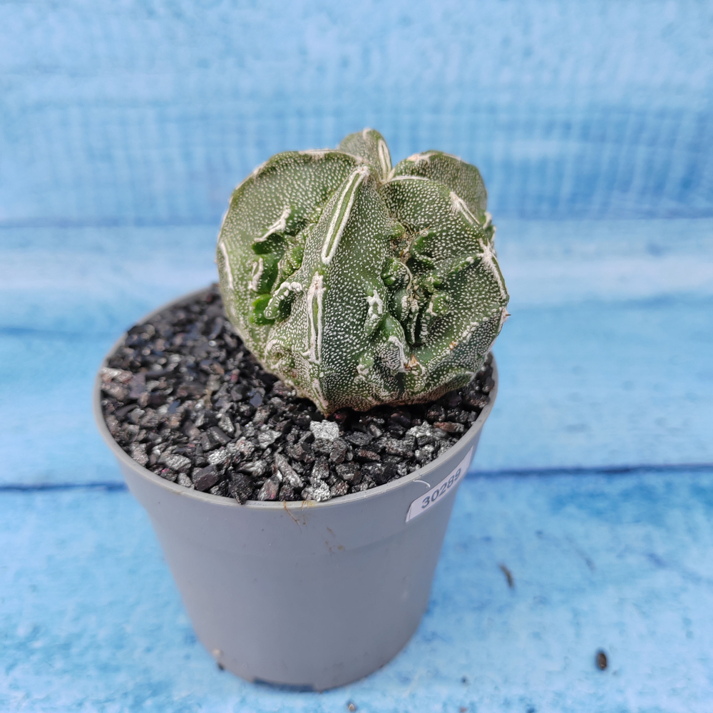 Astrophytum Myriostigma cv. Fukuryu (Астрофитум)