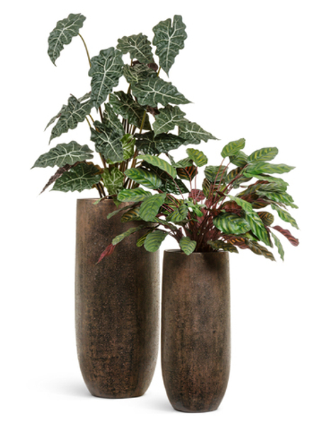 Комплект - Алоказия и Калатея в кашпо Treez Effectory Metal