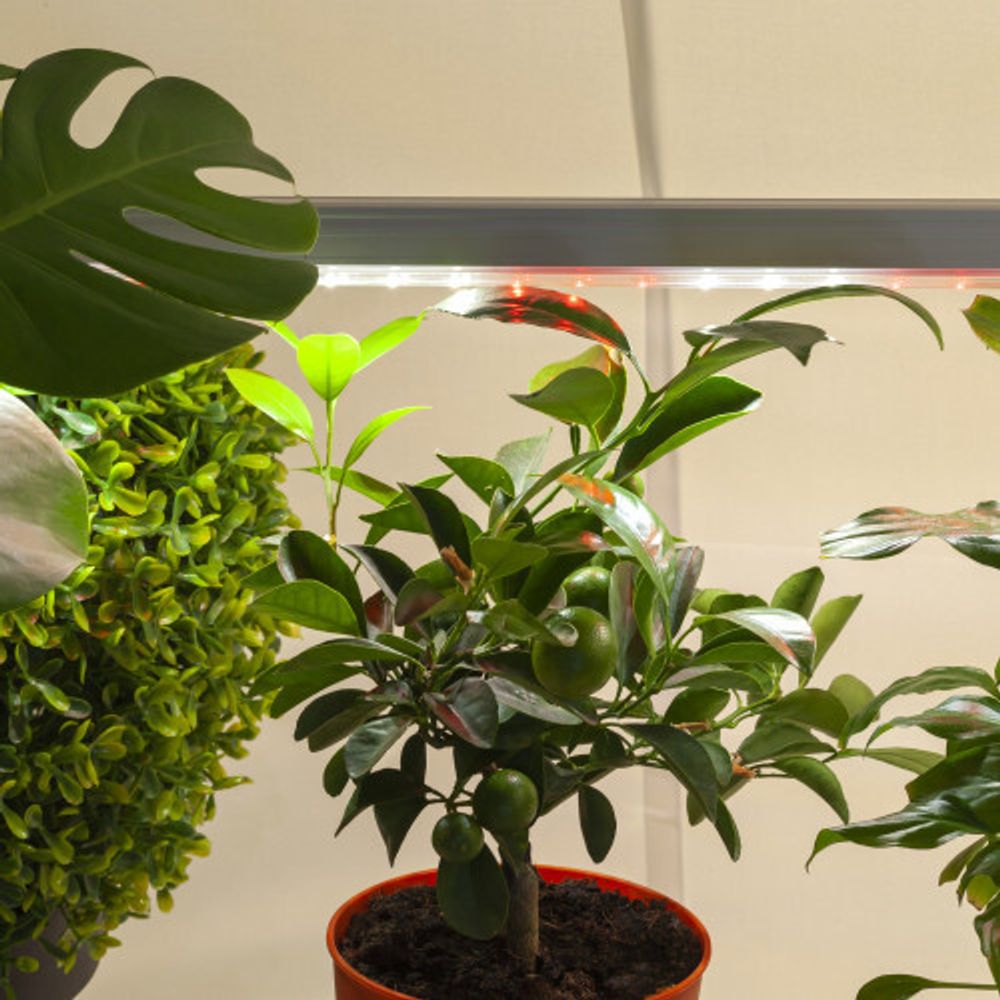 Светильник для растений, фитолампа светодиодная линейная ЭРА FITO-14W-T5-Ra90 полного спектра 14 Вт Т5