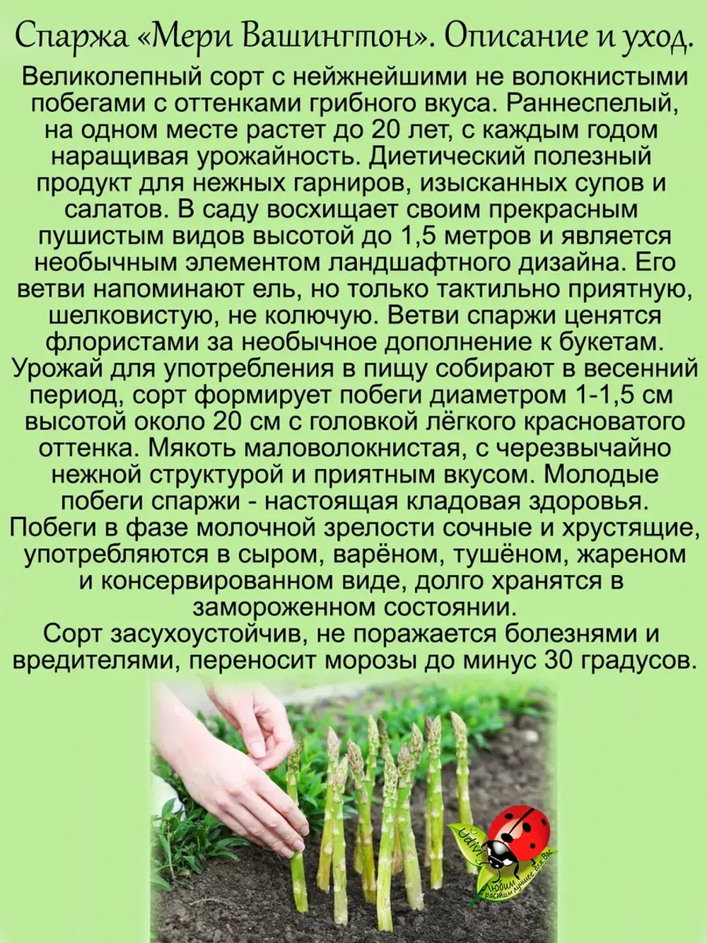 Спаржа Мэри Вашингтон деликатесная