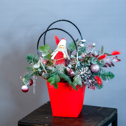 Нобилис в красной сумке с эвкалиптом