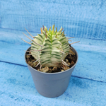 Euphorbia meloformis f. Variegated (Эуфорбия вариегатная)
