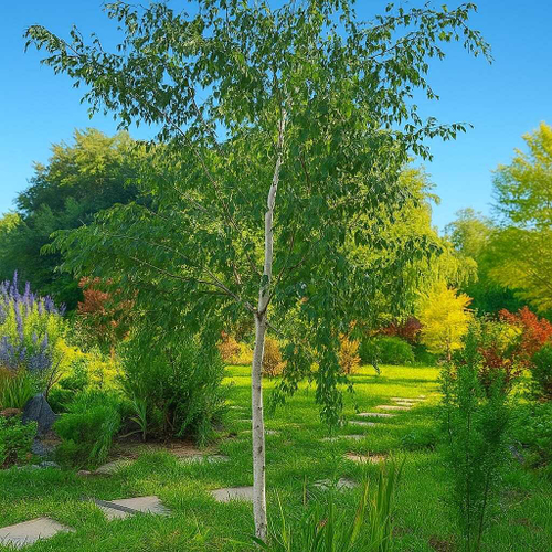 Береза бородавчатая "CRISPA"