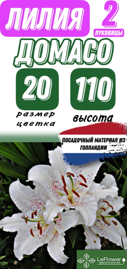 Лилия Луковица, Домасо, восточная, разбор 22/24, 2 шт