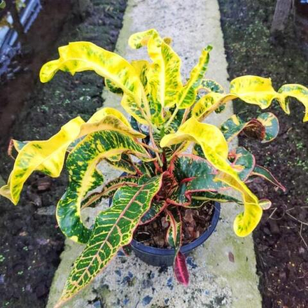 Кротон JAREN NIRAN