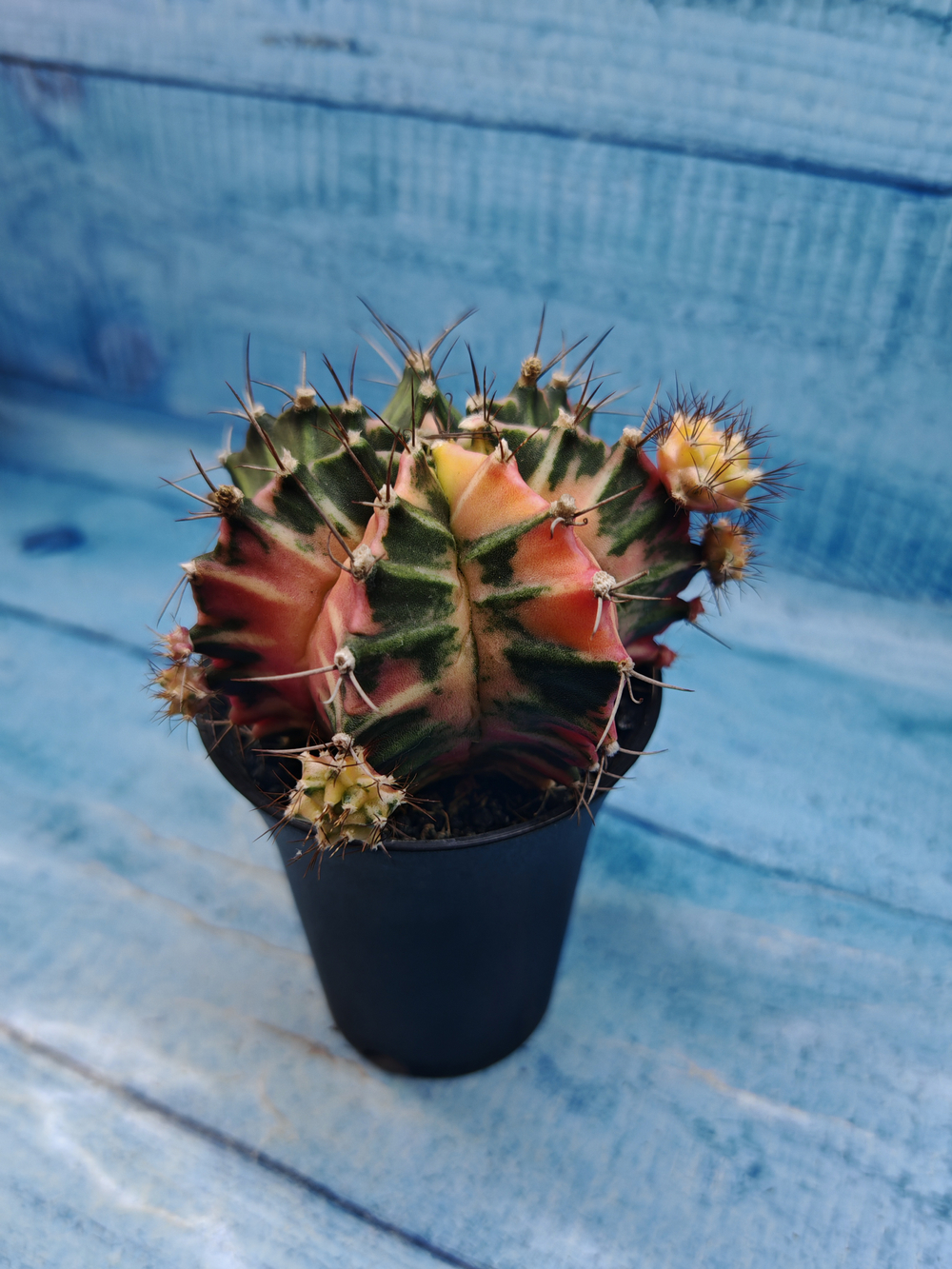 Gymnocalycium Variegata (Гимнокалициум Вариегатный)