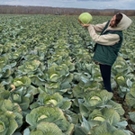 Гальватрон F1 семена капусты белокочанной (Seminis / Семинис)