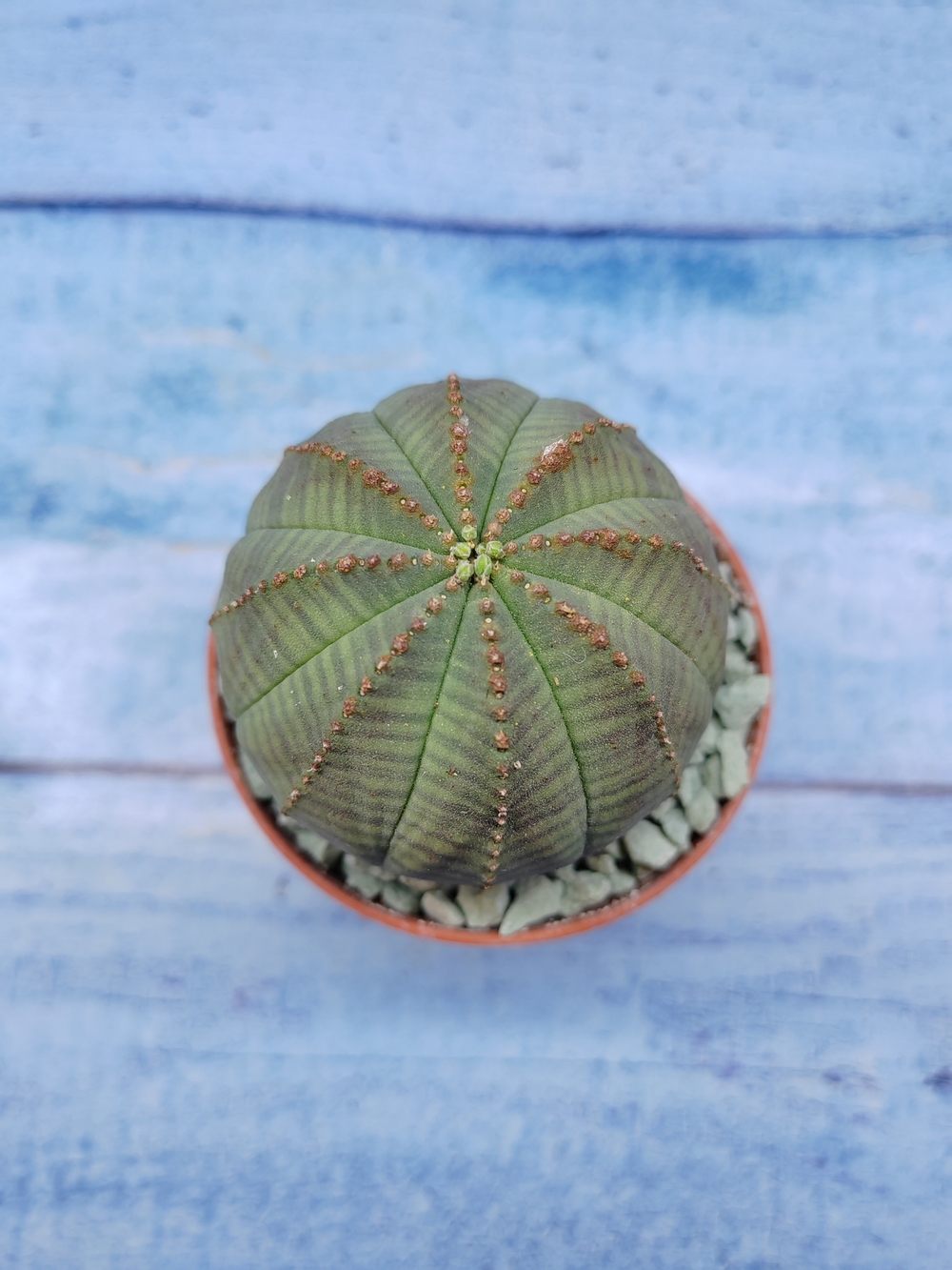 Euphorbia Obesa (Эуфорбия)