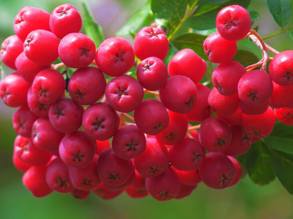 Саженец Рябины садовой «Бусинка» (Привитое дерево, Десертный вкус)