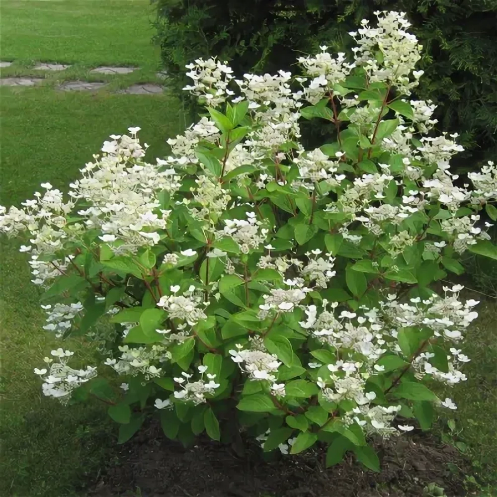 Гортензия метельчатая Эрли Гарри (3/6 веток) Закупка М59 апрель 2026