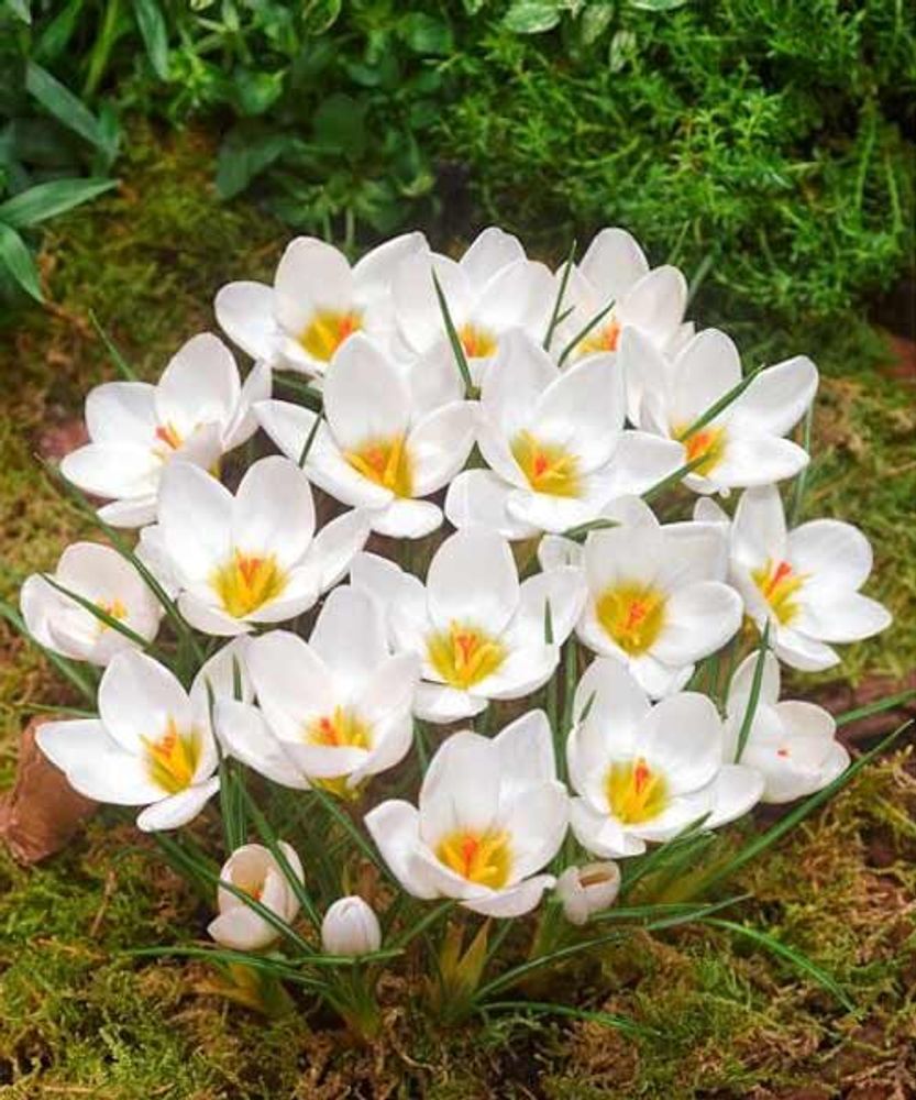 Крокус белый Закупка М82 осень 2026