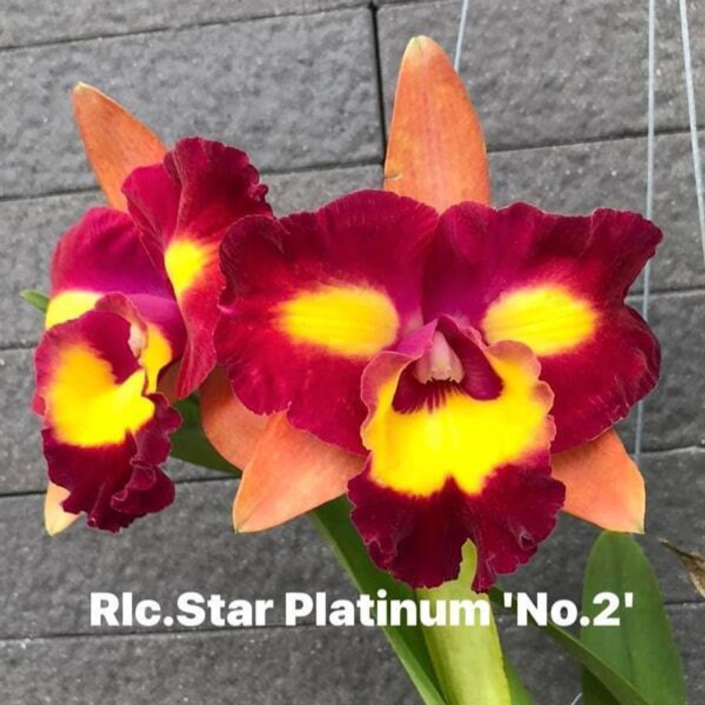 Орхидея ринхолелиокаттлея RLC. STAR PLATINUM N2