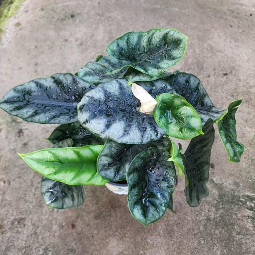 Алоказия REVERSA