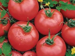ПИНКДЖЕЙН F1 семена томата (Enza Zaden | Alexagro)