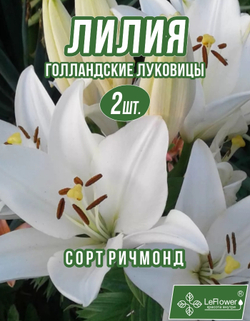 Лилия Луковица, Ричмонд, ЛА-гибрид, разбор 22/24, 2 шт