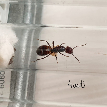 Camponotus nicobarensis
