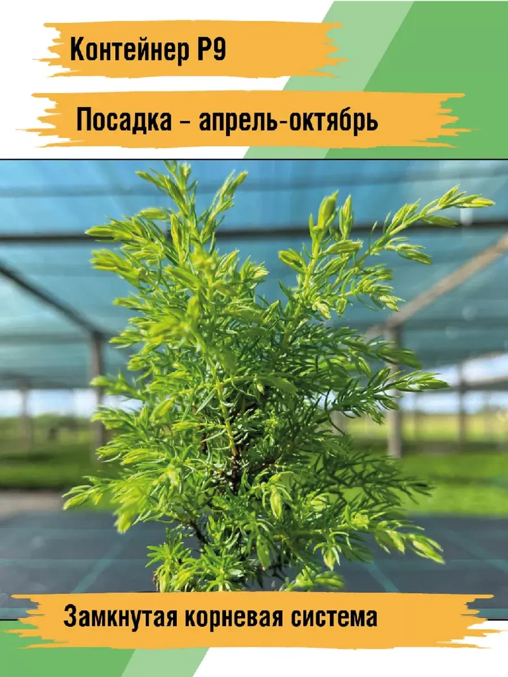 Саженец Можжевельник хвойный Голд Кон