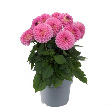 Георгин Dalina Maxi Pink Blast