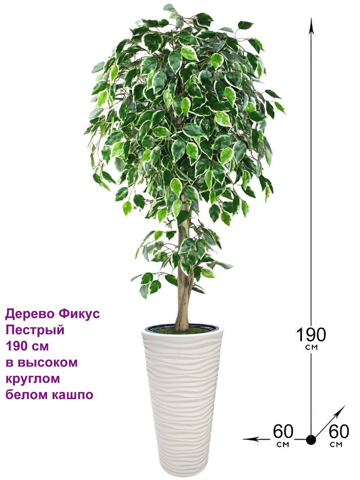 Искусственное дерево Фикус Пестрый 190 см в высоком круглом белом кашпо