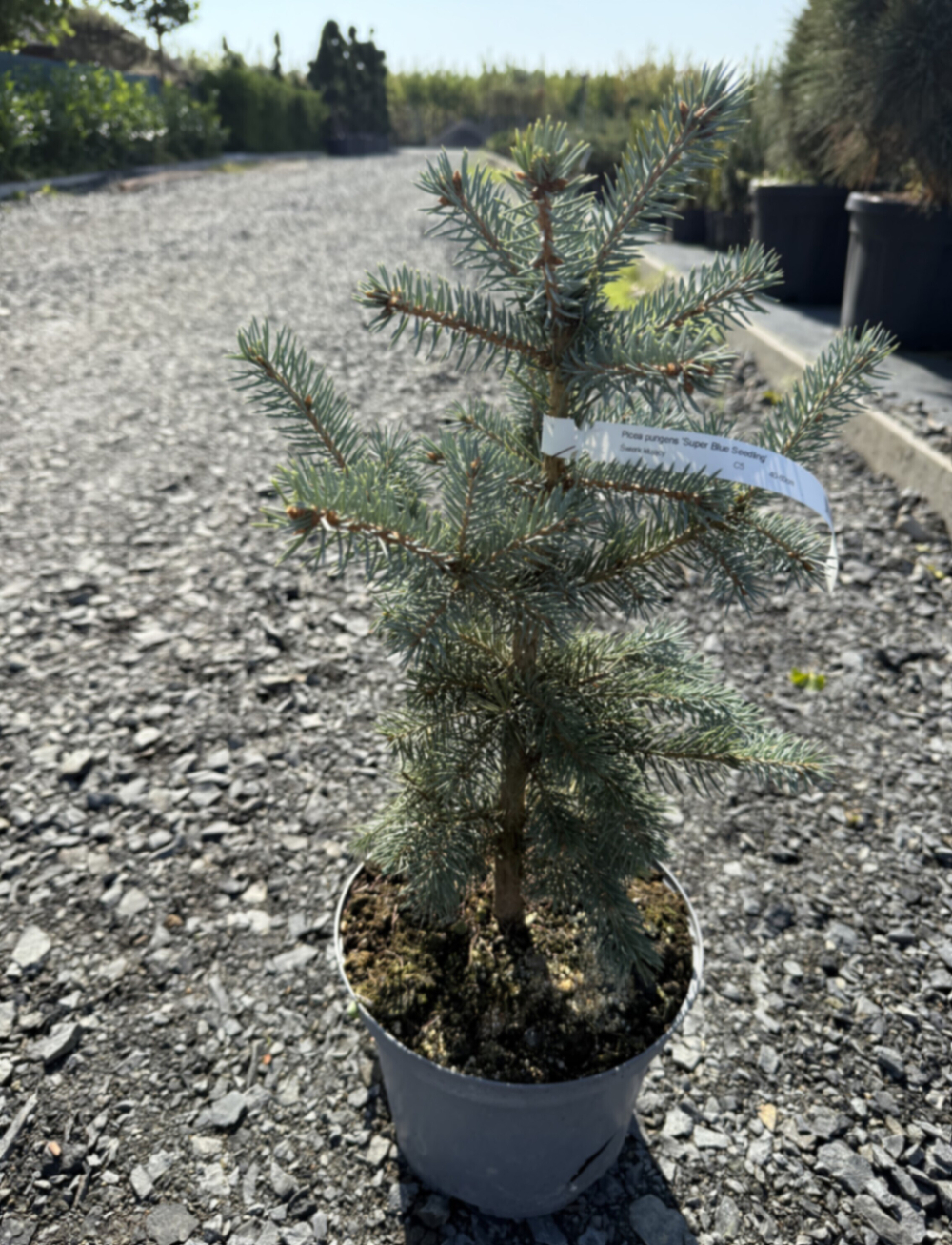 Ель колюча Супер Блю Синдинг Закупка М49 весна 2026