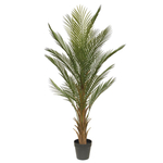 Пальма Дипсис 120 см.