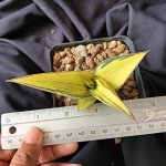 Сансевиерия SRIKATON