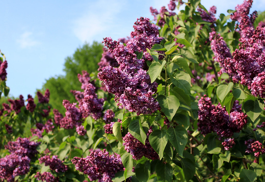 Сирень обыкновенная Виолетта Закупка М64 май 2026