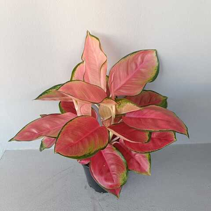 Аглаонема Орандж Стар