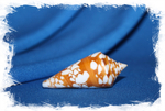 Конус амадис (Conus amadis castaneofasciatus)