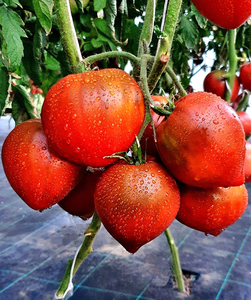 Сердце Линнея темное / Linnaeus heart dark