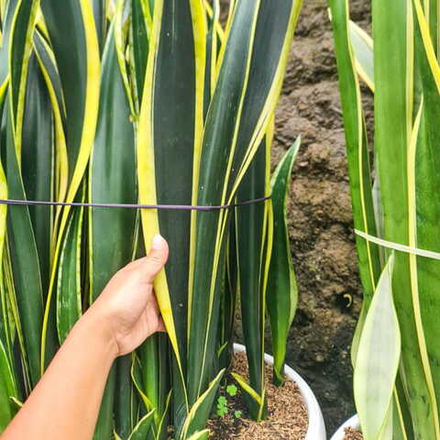 Сансевиерия LAURENTII COMPACTA