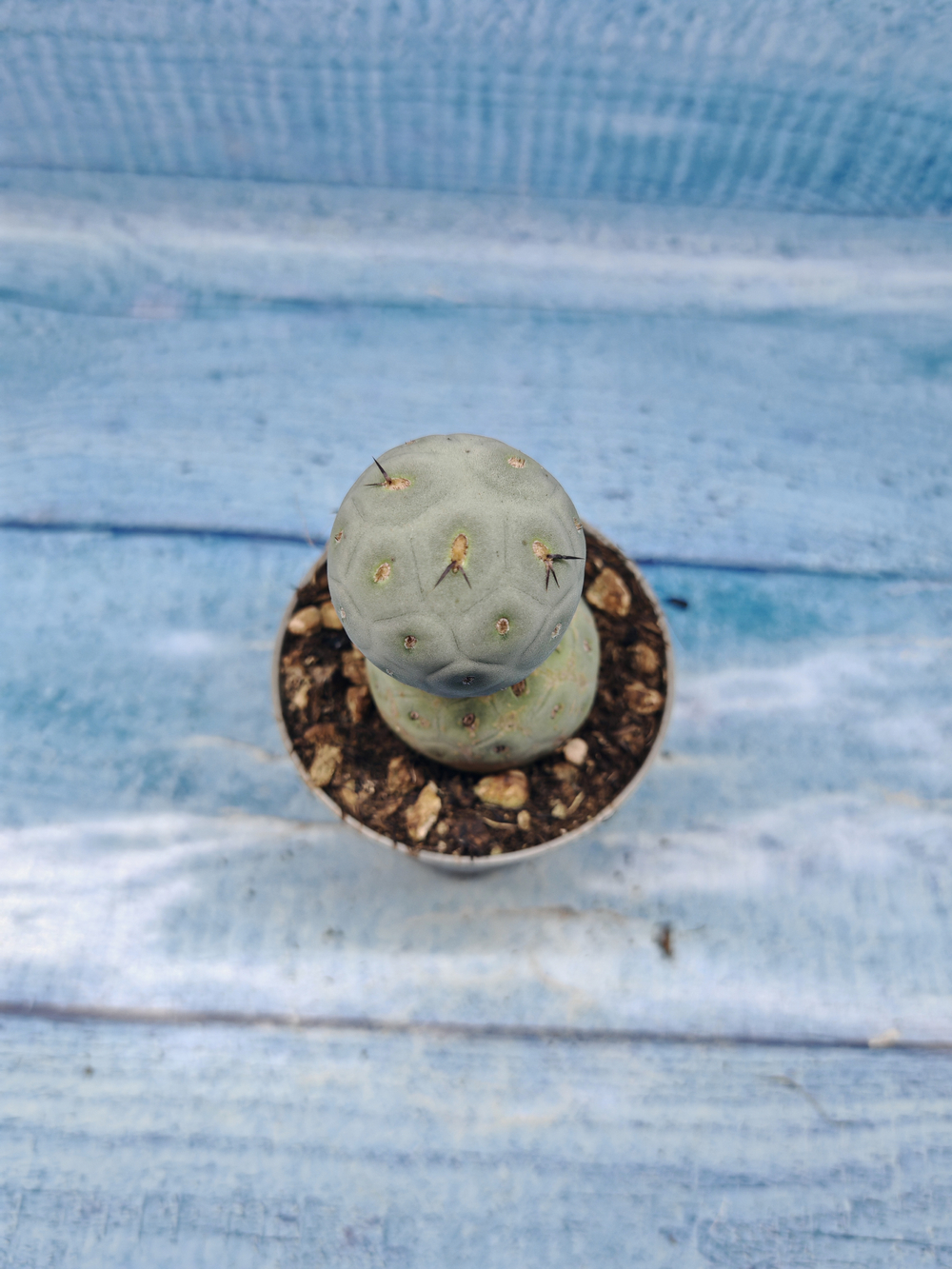 Tephrocactus Geometricus (Тефрокактус)