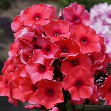 Флокс метельчатый Текила Санрайз