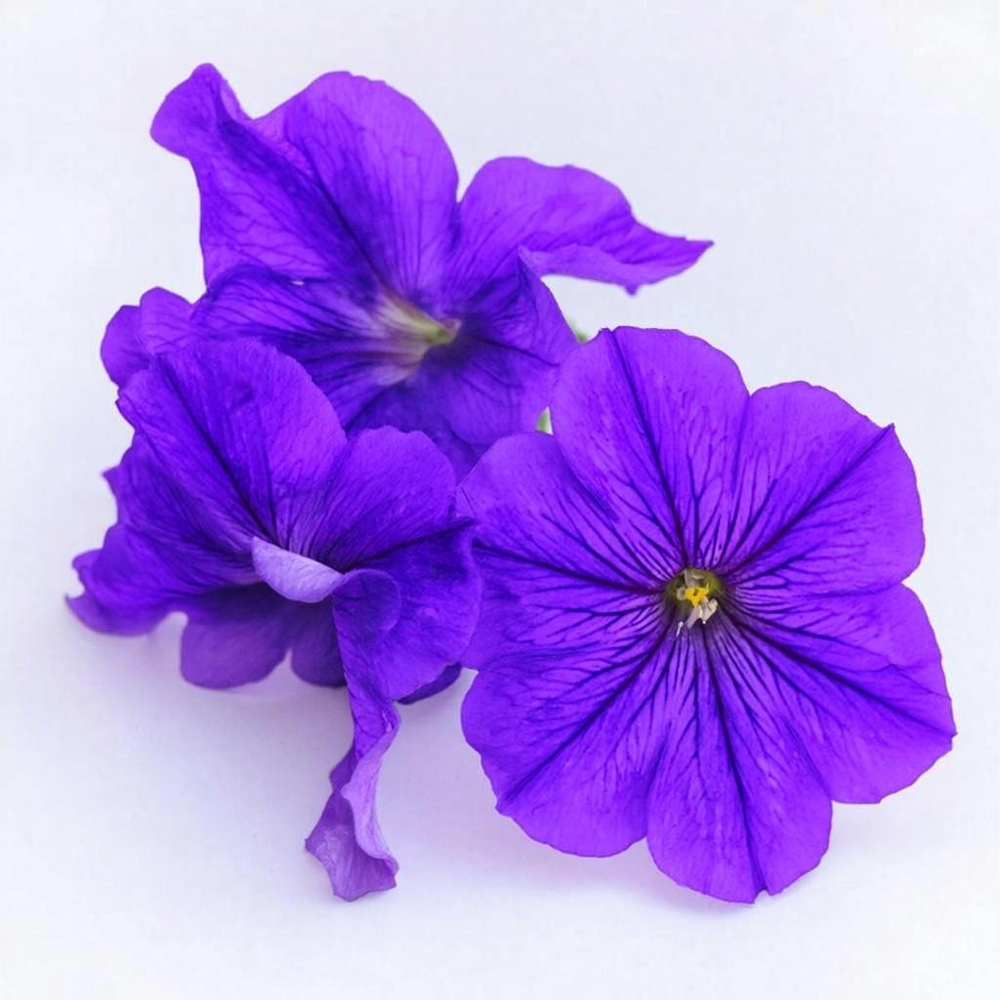 Петуния мелкоцветковая Карлик F1 Синяя 25шт