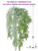 Искусственное растение Аспарагус серебристый густой в сером настенном кашпо