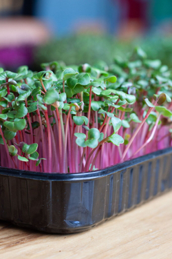 Свежая микрозелень редиса в боксах / 5 боксов / суперфуд