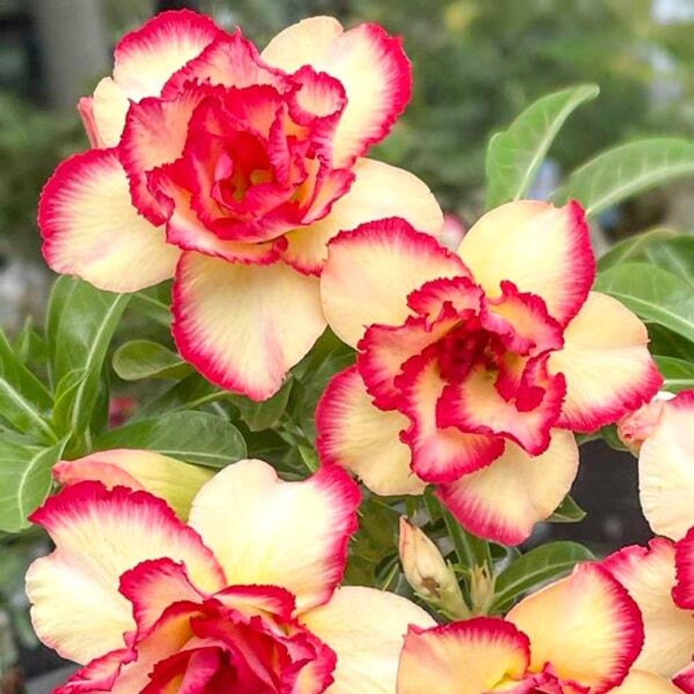 Адениум THONG NUE GAO