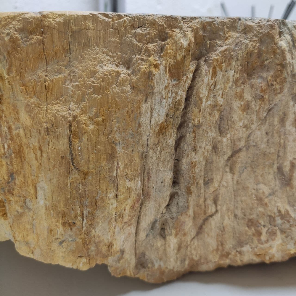 Раковина из окаменелого дерева FossilBasin OD-61278 54*44*15
