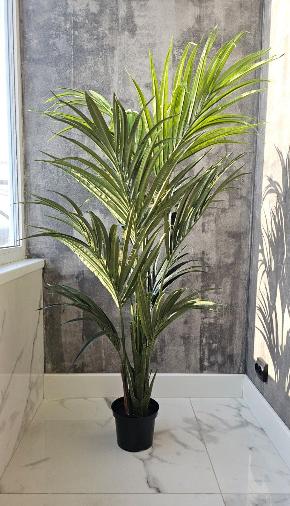 Пальма Кентия (Ховея) де Люкс без кашпо